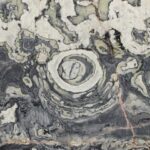 Dedalus
